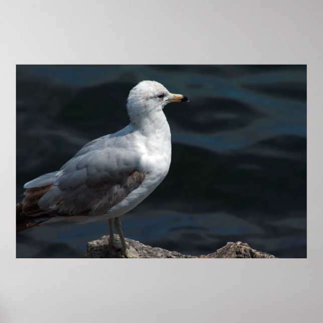 Poster de Seagull (Frente)