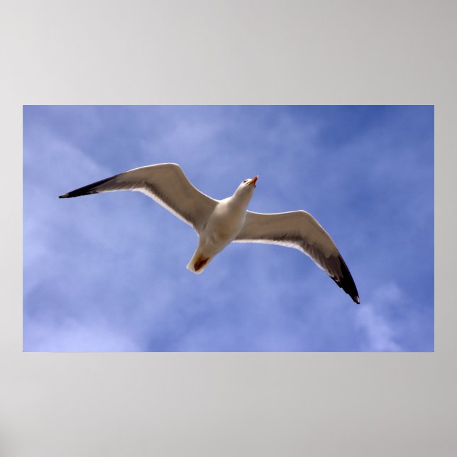 Poster de Seagull (Frente)