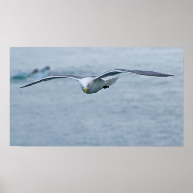 Poster de Seagull 3 (Frente)