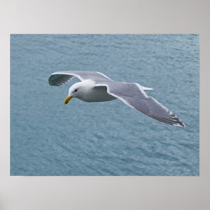 Poster de Seagull 5