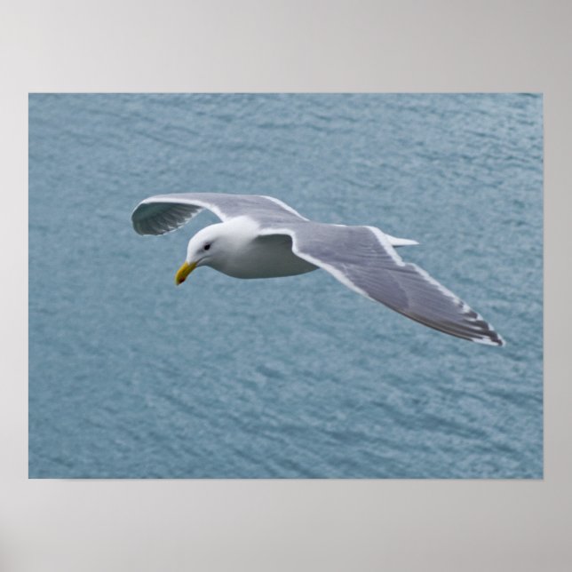 Poster de Seagull 5 (Frente)