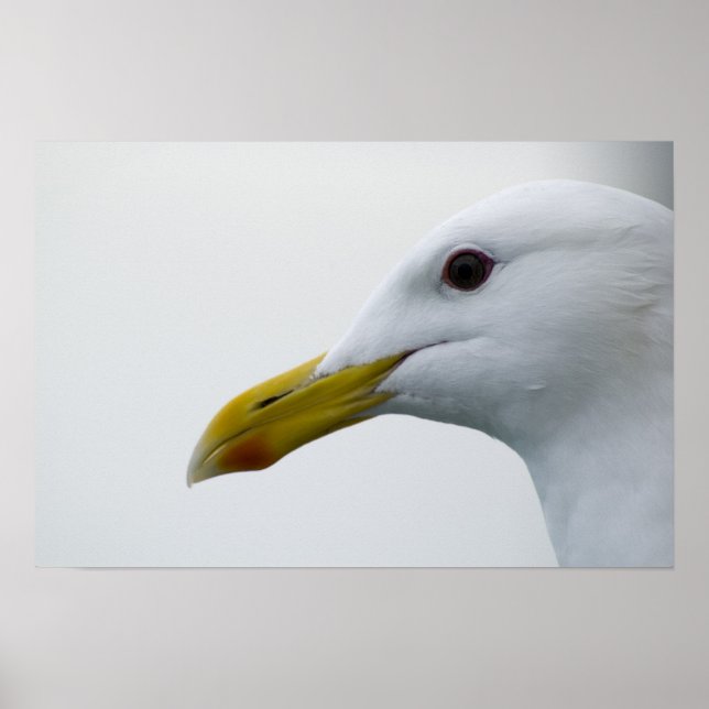 Poster de Seagull 6 (Frente)