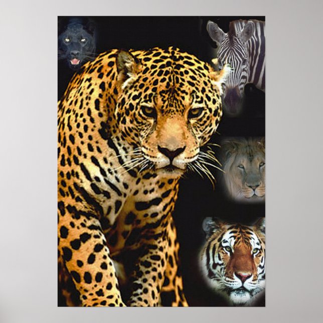 poster de selva_febre (Frente)