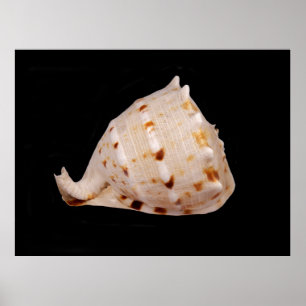 Poster de Shell do Conch
