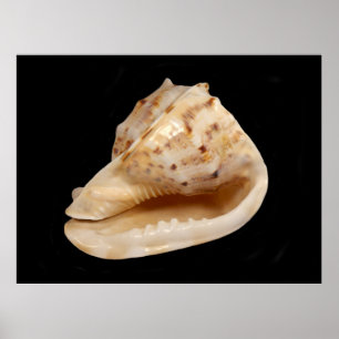 Poster de Shell do Conch