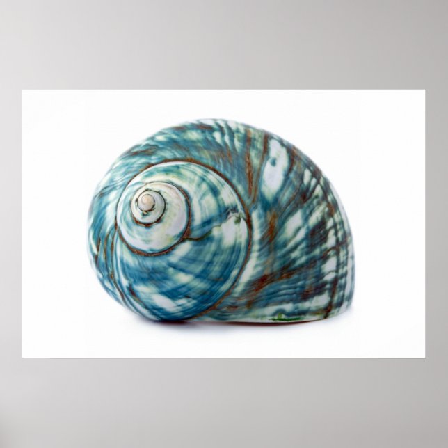 Poster de Shell do Mar Azul (Frente)