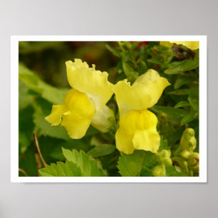 Poster de Snapdragons Amarelos