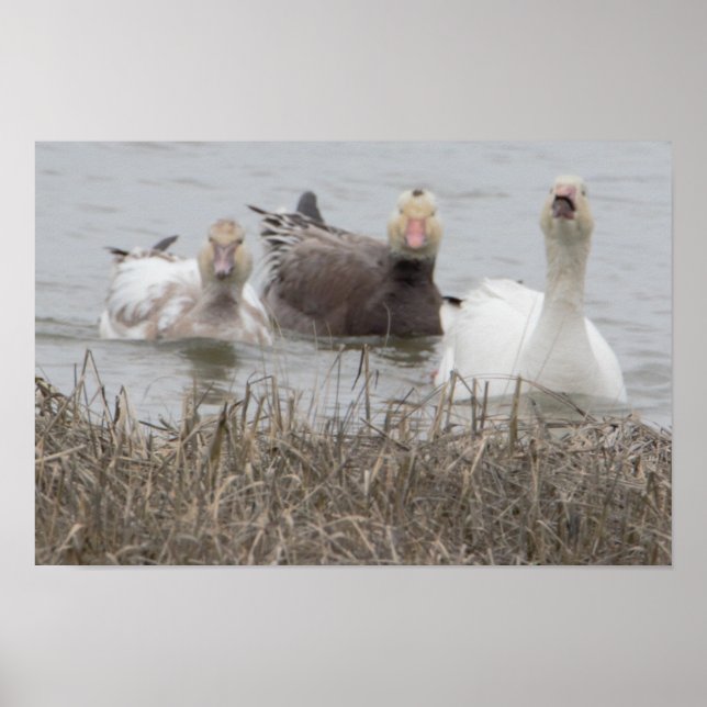 Poster de Snow Geese (Frente)