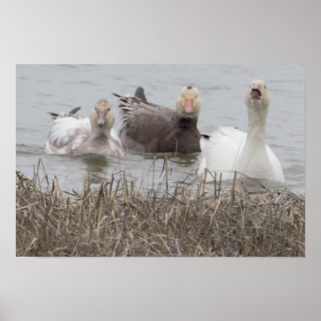 Poster de Snow Geese (Frente)