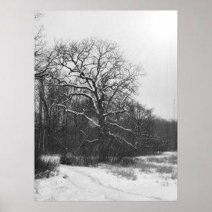 Poster de Solstício de inverno