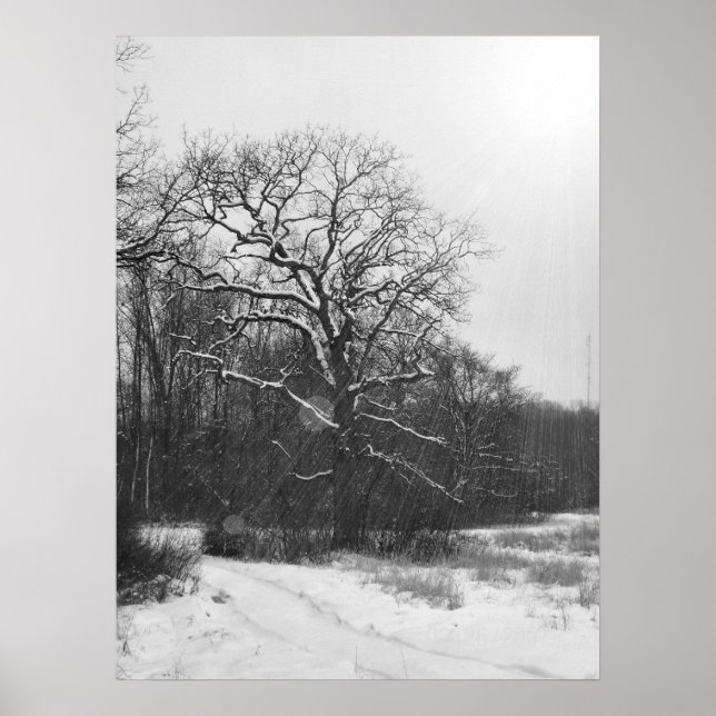 Poster de Solstício de inverno (Frente)