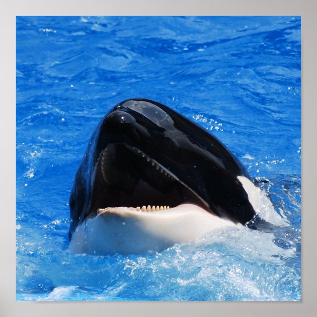 Poster de sons de baleia (Frente)