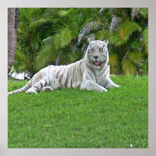Poster de sorriso de Tigre Branco e Palmeiras