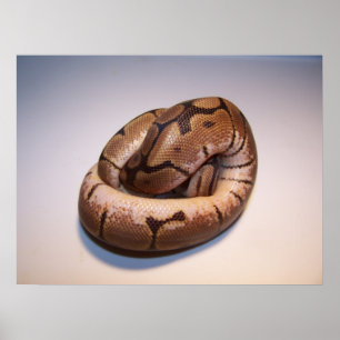 Poster de Spider Ball Python