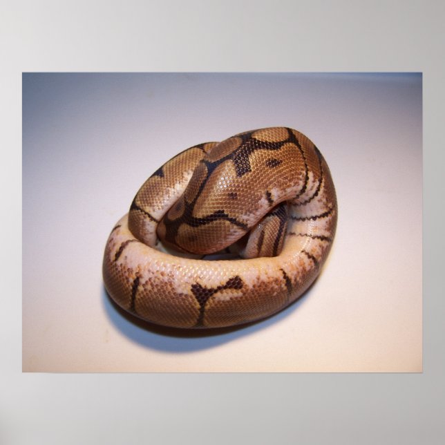 Poster de Spider Ball Python (Frente)