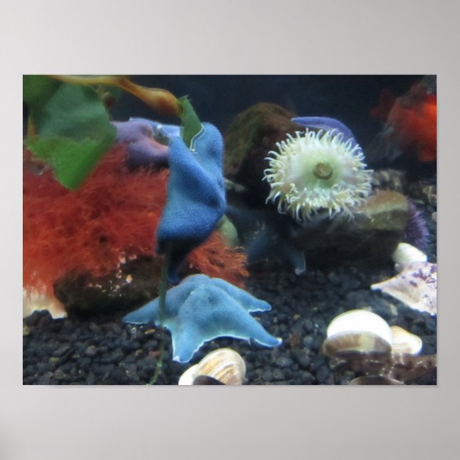 Poster de Starfish azul (Frente)