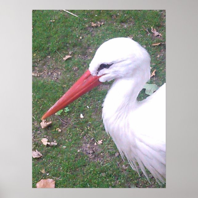 Poster de Stork (Frente)