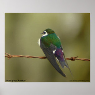 Poster de Swallow Violet-green