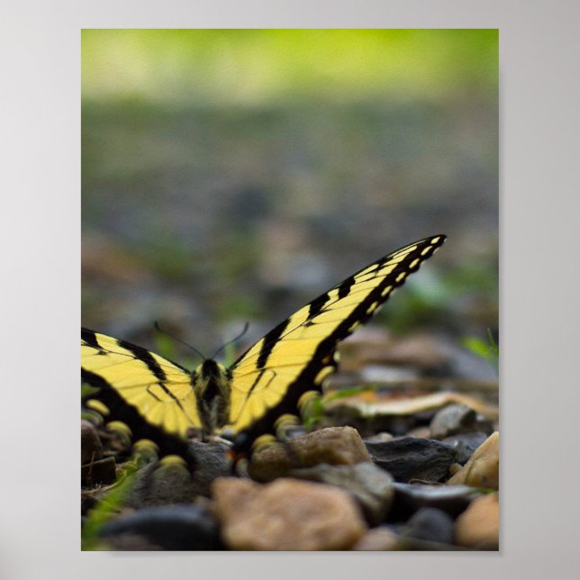 Poster de Swallowtail em Cascalho (Frente)