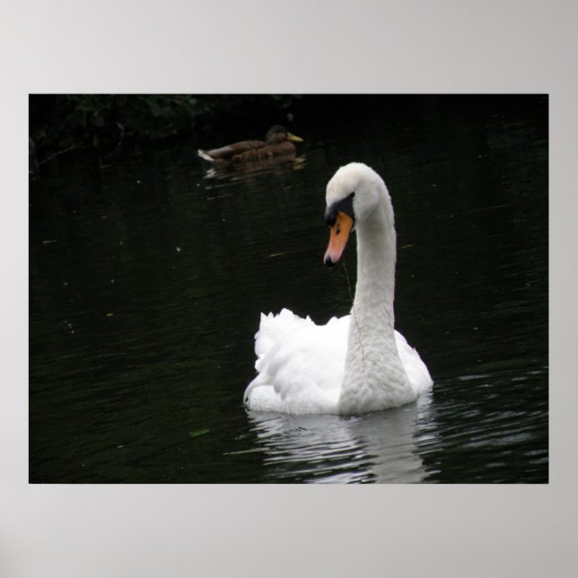 Poster de Swan Branco (Frente)