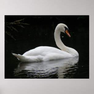 Poster de Swan Branco Graceful