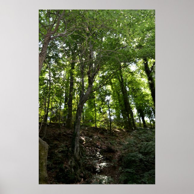 Poster de Swing e Árvore (Frente)