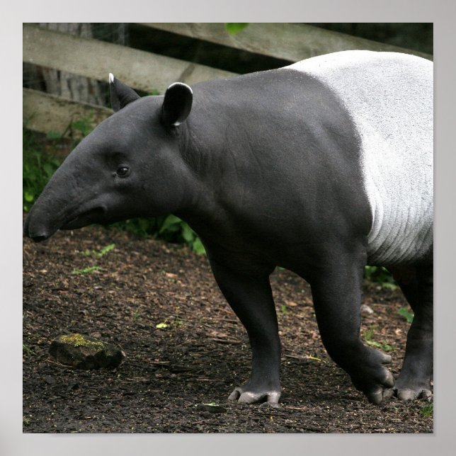 Poster de Tapir Malaio (Frente)