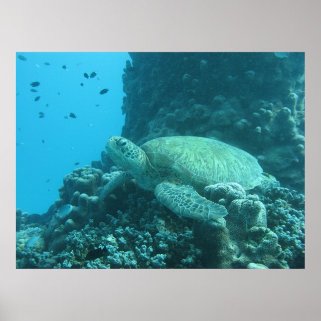 Poster de tartaruga de recife da barreira do excel (Frente)