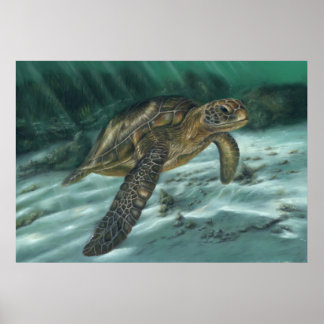 Poster de Tartaruga do Mar