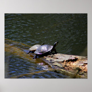 Poster de tartarugas