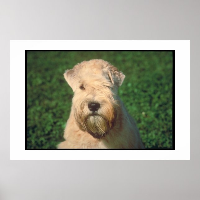 Poster de terrier com revestimento suave (Frente)