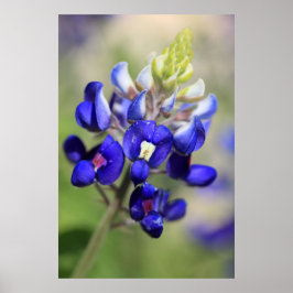 Poster de Texas Bluebonnet
