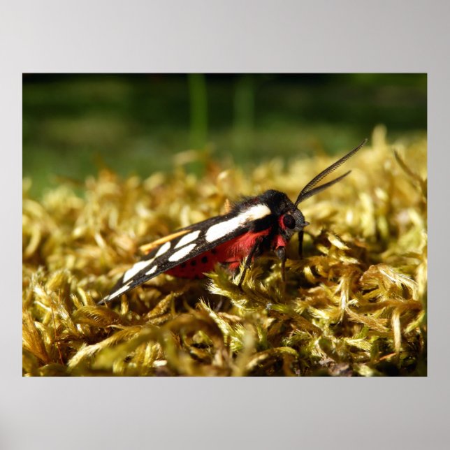 Poster de Tiger Moth com ponto de creme (Frente)