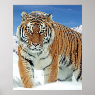 Poster de Tiger Winter Nature Photo Snow Mountains