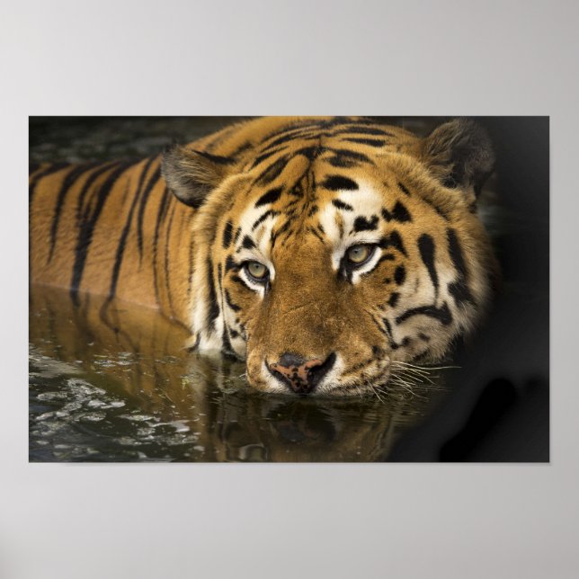 poster de tigre (Frente)