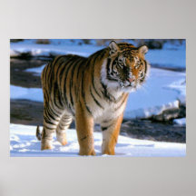 Poster de Tigre Adorável para a Neve