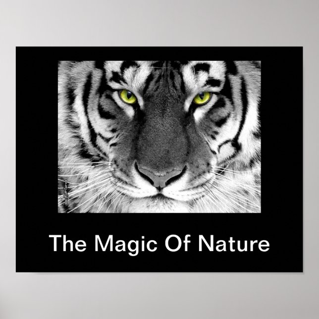 Poster de Tigre Branco (Frente)