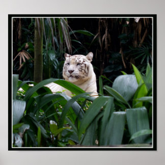 Poster de Tigre Branco