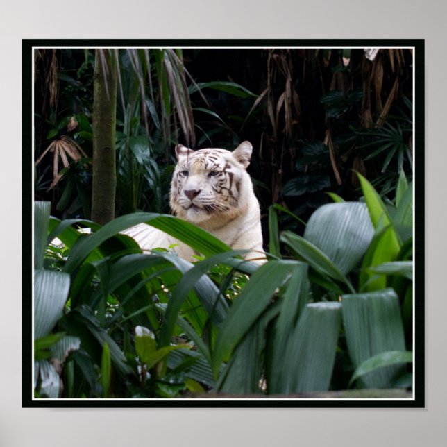 Poster de Tigre Branco (Frente)