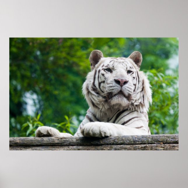 Poster de Tigre Branco (Frente)