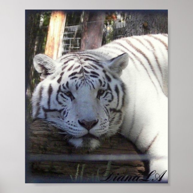 Poster de Tigre Branco (Frente)