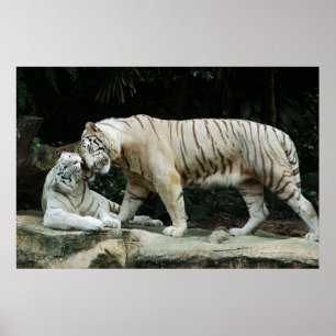 Poster de Tigre Branco Bengal