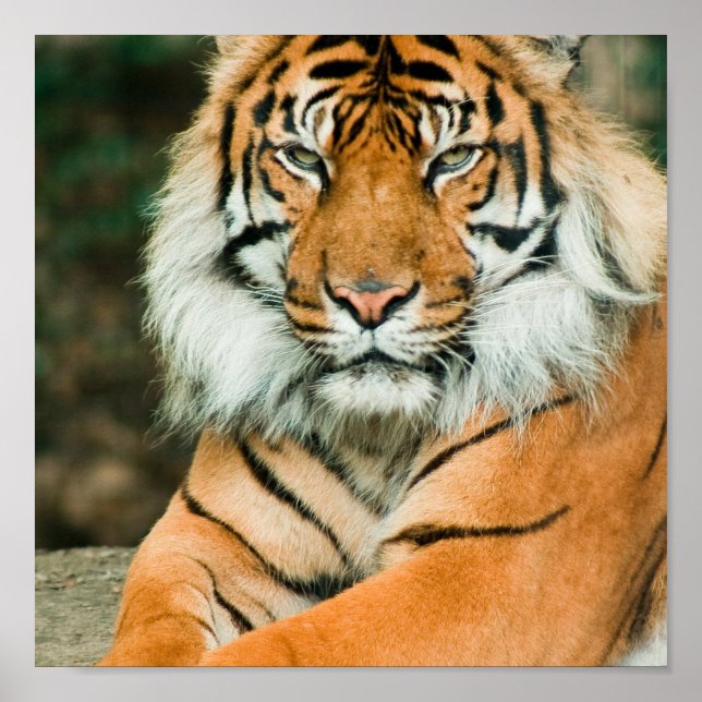 Poster de Tigre Laranja (Frente)