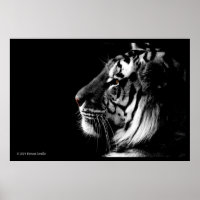 Poster de Tigre Preto e Branco