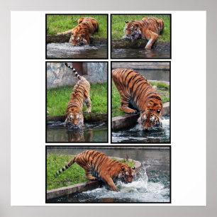 Poster de tigre siberiano