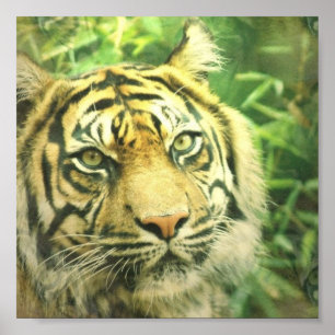 Poster de Tigre Siberiano