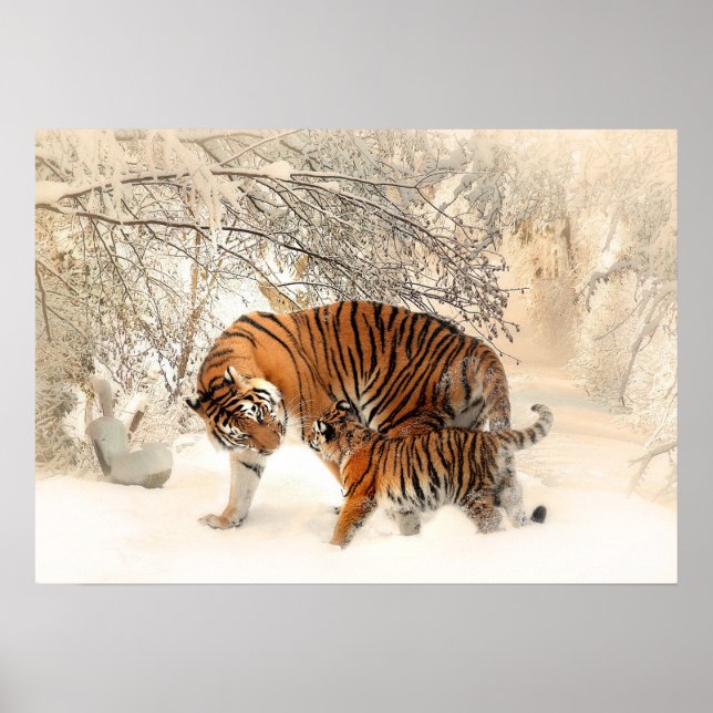 Poster de Tigres de inverno (Frente)