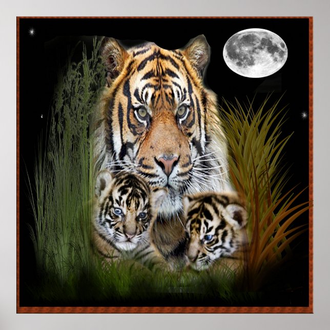 Poster de tigres e filhotes (Frente)