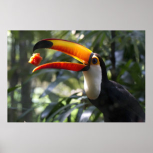 Poster de Toco Toucan