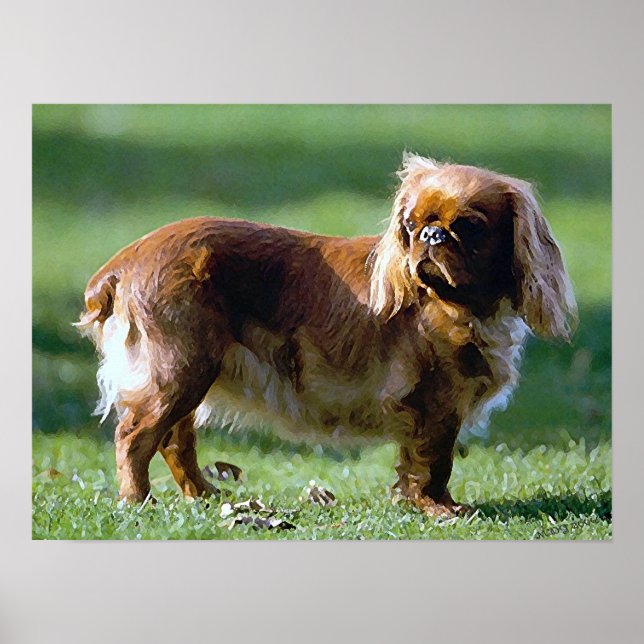 Poster de Toy Spaniel em Inglês (Frente)